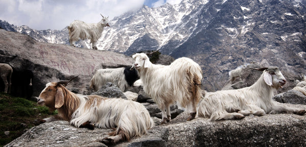 Cashmere 101